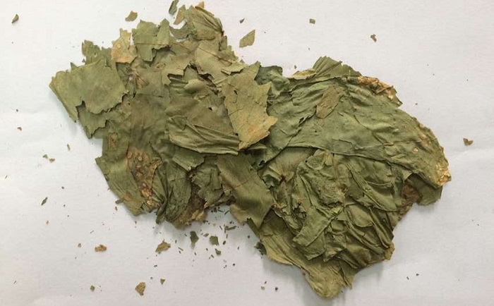 棉花葉PROUMB官网下载